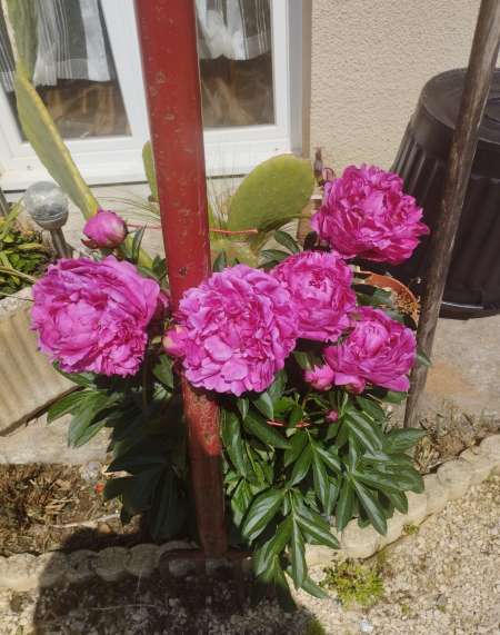 Photo de Recherche femme 50 a 72 ans