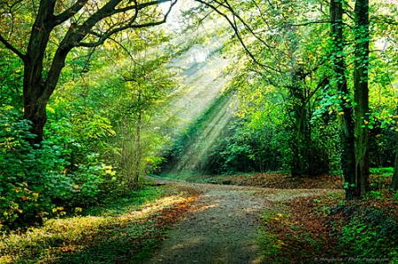 Photo de Promenade érotique en forêt